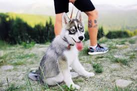 I brought it to my house, fed it and later the owner was found, they were. 10 Best Siberian Husky Rescues For Adoption 2021 Our Top 10 Picks
