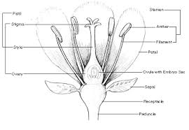 Plant Morphology Parts Of A Flower Lesson Plan Grades K 2 Parts Of A Flower Plant Science Flower Anatomy