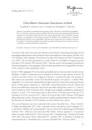 Image result for Austrosynotis rectirama