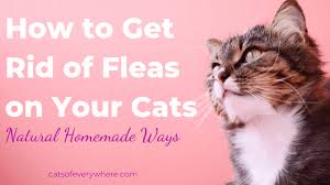 cat fleas on your cats naturally using