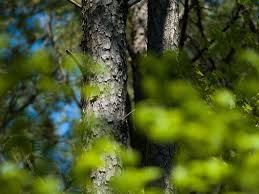 Shortleaf pine has a huge taproot and is harder to transplant than other pines. Pine State Symbols Usa