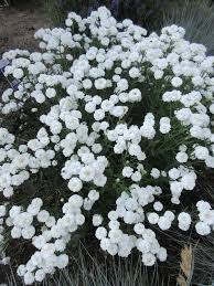 Image result for Aneilema petersii