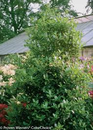 Nellie Stevens Holly | Privacy Trees | Settlemyre Nursery