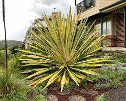 Image result for Furcraea