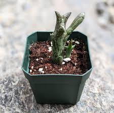 Image result for Kleinia schweinfurthii