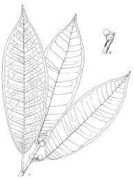 Image result for Ficus pseudomangifera