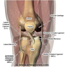 Learn all of the best methods to treat and recover from a torn acl right now. Graft Choices In Acl Surgery