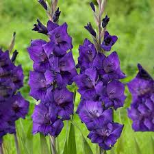 Image result for Gladiolus decoratus