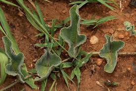 Image result for Cucumis hirsutus