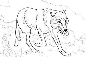 Fairy tales, animated films, flowers, anime, training coloring pages, nature, vegetables and fruit, cars, trees, animal, etc. Realistic Wolf Coloring Pages Hard Bestappsforkids Com