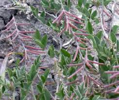 Image result for Aeschynomene schimperi