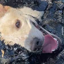 Stray Dog Rescued After Getting Stuck In MOLTEN RUBBER | Thankfully, the  dog is safe now! ❤ | By No One Cares Videos | This more were stop and  robbery this unlucky