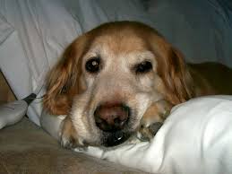 If you catch your dog chewing on something they shouldn't, interrupt the behavior with a loud noise. How To Stop A Dog From Eating Too Fast Tips To Prevent Bloat Pethelpful