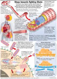 Ebola virus first came to the attention of the world scientific community in 1976, when two large epidemics of hemorrhagic fever occurred almost simultaneously in zaire (the present drc) and sudan. Ebola