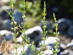 Image result for Micromeria