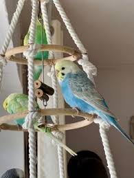 Coming up with cool ideas for homemade parrot toys is easier than it. 900 Diy Bird Toys Ideas In 2021 Diy Bird Toys Bird Toys Diy Birds