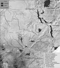 Image result for Panicum chambeshii