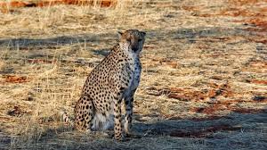 Below is a comprehensive list of zodiac signs from different astrology systems (western, chinese, native american, and celtic). What Does Your Zodiac Say About Your Spirit Animal Youthastro Comyouthastro Com