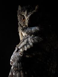 Wallpapers owl kartun wallpaper cave. Owl Wallpapers Free Hd Download 500 Hq Unsplash