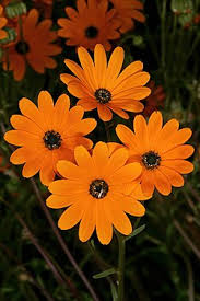 Image result for Osteospermum monocephalum