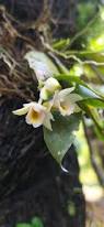 Image result for Pluchea bequaertii
