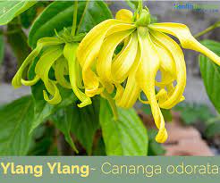 Ship research references found in our vessel database for vessels named bunga kenanga in maritime resources, such as journals, books, and web applications. Ylang Ylang Facts And Health Benefits