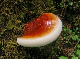 Image result for Ganoderma lucidum