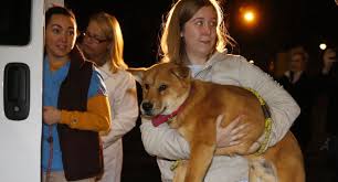Maybe you would like to learn more about one of these? South Korean Dog Meat Rescues Arrive In Richmond Va Life With Dogs