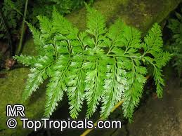 Image result for Asplenium smedsii
