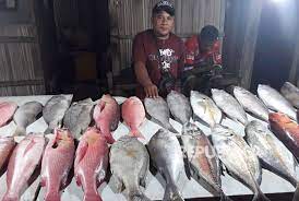 Tak hanya nama lokal saja, anda bisa dapatkan nama inggris dan nama latin ikan laut ini. Harga Berbagai Jenis Ikan Melonjak Republika Online
