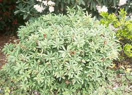 Image result for Daphne mezereum