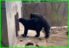 Saat ini, kebun binatang ragunan menempati urutan kedua terluas di dunia setelah yang ada di kanada. 20 Hewan Yang Ada Di Kebun Binatang Bandung Dunia Fauna Hewan Binatang Tumbuhan Dunia Fauna Hewan Binatang Tumbuhan