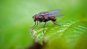 However, before you commit to getting rid of the toads, consider these facts: How To Get Rid Of Flies In The Backyard Quora