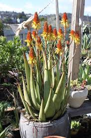 Image result for Aloe wildii