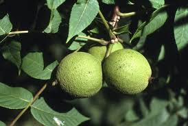 As a company, we possess several log yards in major walnut growing areas, reinforcing the control of walnut log source. In The Garden Black Walnut Trees Take Time To Produce Nuts