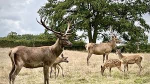 Photo Cerfs escape game abeilles? Nos quatre idées de sorties à ne ...
