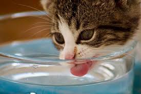 Justanswer.com has been visited by 100k+ users in the past month Help I Think My Cat Is Dehydrated Petsecure