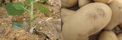 Rhizoctonia Solani ile ilgili gÃ¶rsel sonucu