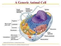Check spelling or type a new query. Cell Size Is Limited Surface To Volume Ratio Limits Upper Size Ppt Video Online Download
