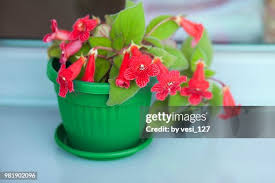 Image result for Kohleria