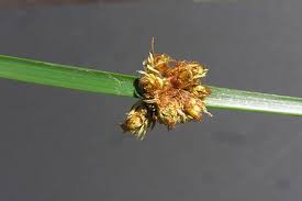 Image result for Schoenoplectus sp.no.3