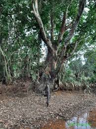 Image result for Crudia