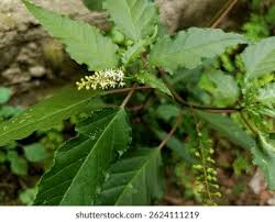 Image result for Petiveriaceae
