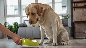 While there are plenty of good quality dog foods in various price. The Best Senior Dog Food Chicago Tribune