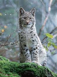 How much does it differ from the regular luchs? Luchs Und Die Jagd Ein Bericht Vom Diplombiologe Fasel Michael Im Suedtiroler Jagdportal Luchs Tierplakate Wilde Katzen