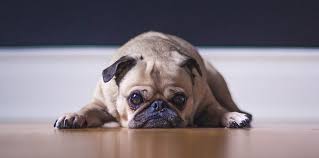 The cost to buy a pug varies greatly and depends on many factors such as the breeders' location, reputation, litter size, lineage of the puppy, breed popularity. Pug Price How Much Is That Doggy In The Window My Dog S Name