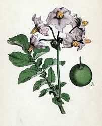 Image result for Solanum tuberosum