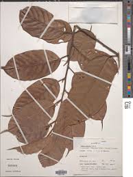 Image result for Coula edulis