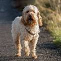 Cockapoo Pricing - Price — Best Cockapoos