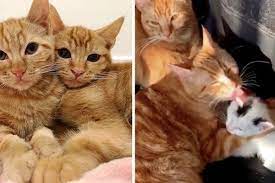 Woman Woke Up To Find Cat Brothers Caring For Rescued Kittens After They Escaped From Playpen Cats Kittens Cat Cuddle